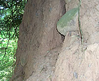 Erdpyramiden Oberinn Detail
