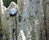 Erdpyramiden Unterinn Detail